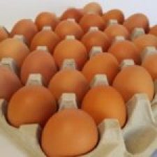 tray egg